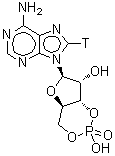 CAS 登录号：50816-76-7， (4aR,6R,7R,7aS)-6-[6-氨基(8-<sup>3</sup>H)-9H-嘌呤-9-基]四氢-4H-呋喃并[3,2-d][1,3,2]二氧杂环己膦烷-2,7-二醇 2-氧化物